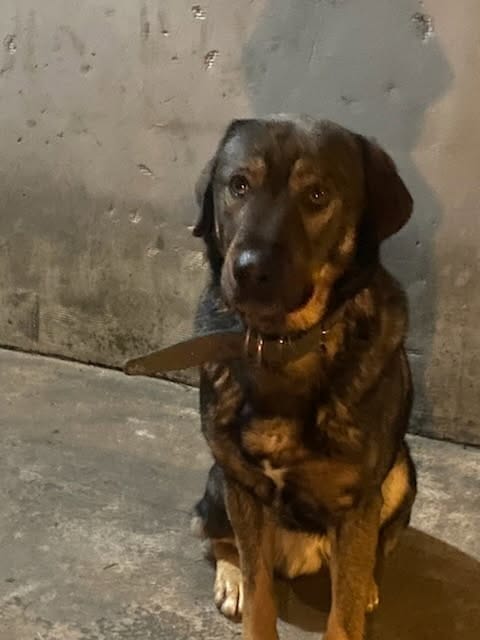 CZYJA ZGUBA? SZUKAMY OPIEKUNA 