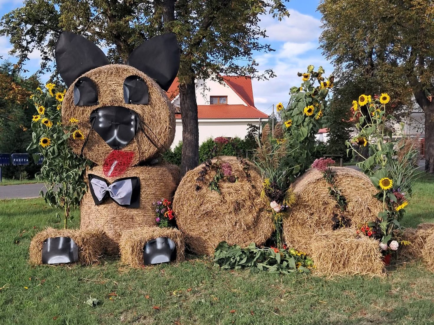 W Moszowicach na Dożynki zaprasza piękny kotek!